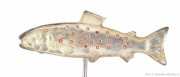 Rybářský odznak Pstruh