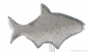 Rybářský odznak Cejn